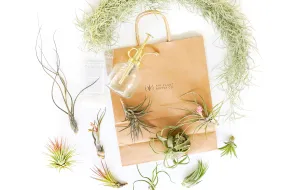 Gift Wrapped Air Plant Grab Bag of 10 Small & Medium Plants, Tillandsia Fertilizer & Air Plant Mister
