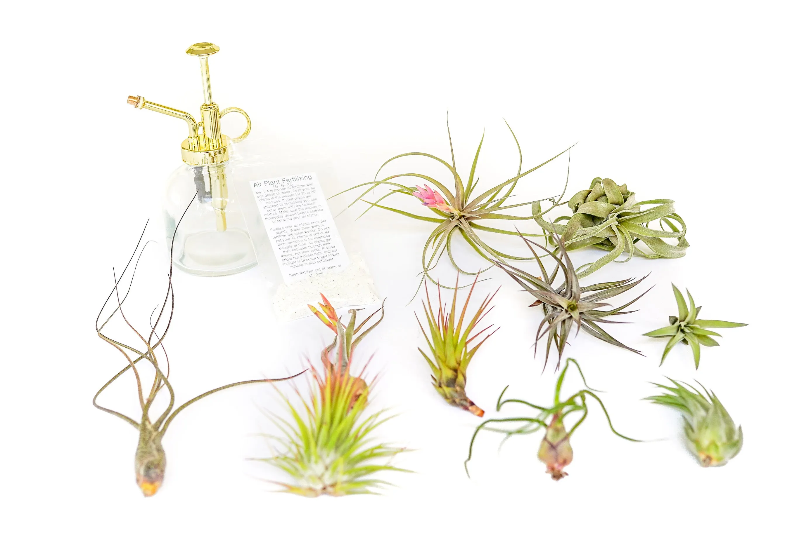 Gift Wrapped Air Plant Grab Bag of 10 Small & Medium Plants, Tillandsia Fertilizer & Air Plant Mister