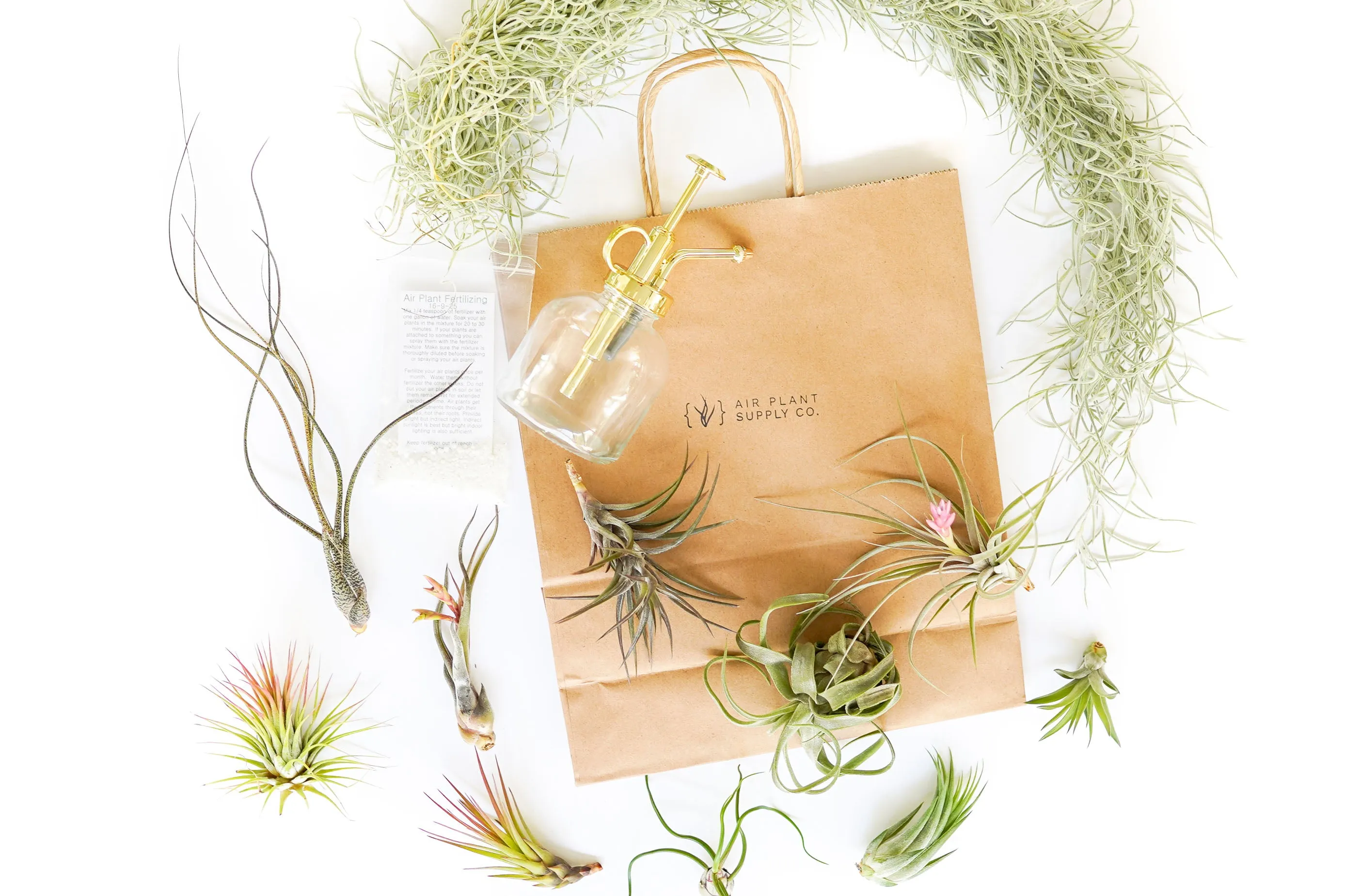Gift Wrapped Air Plant Grab Bag of 10 Small & Medium Plants, Tillandsia Fertilizer & Air Plant Mister