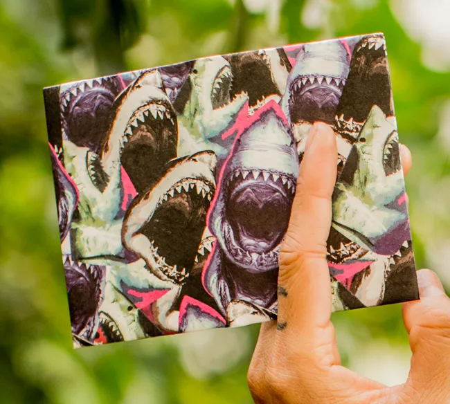 Shark Feed